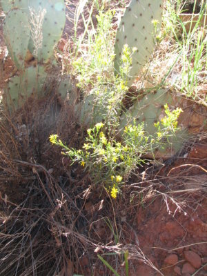 arizona2007 162.jpg