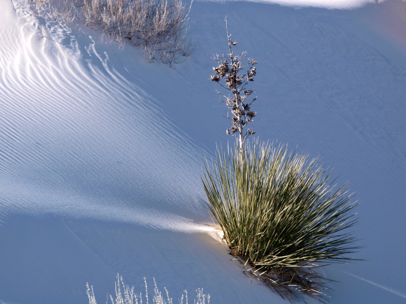 White Sands - Morning Light