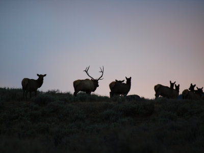 Yellowstone