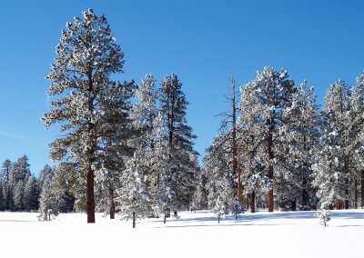 Crisp, Clear, Cool in Bryce