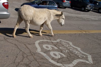 The Locals Have the Right of Way in Oatman AZ