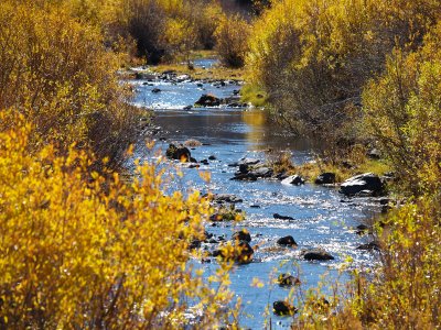 The Willows in Fall