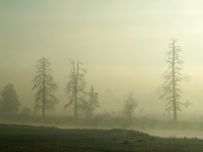 River Bottom Fog