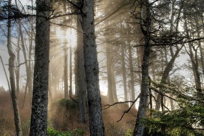 Trees On The Trail