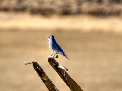 Blue Bird of...... (Its a Test)
