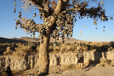 A Big Toss For The Shoe Tree