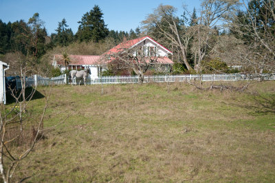 Meadow for horse