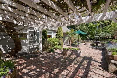 Wisteria on trellis