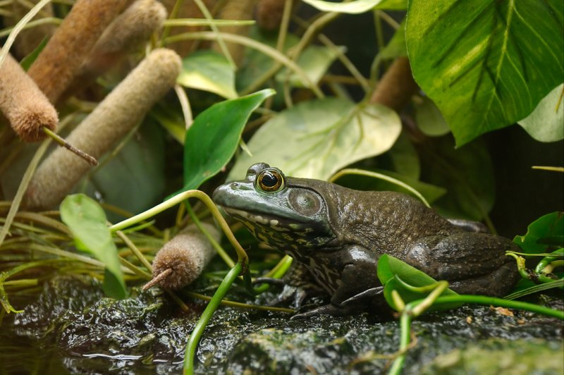 Frog