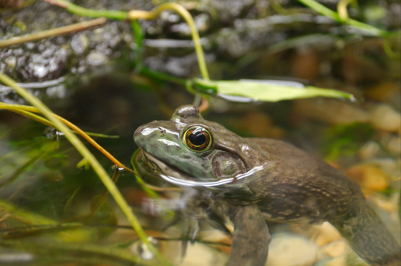 Frog