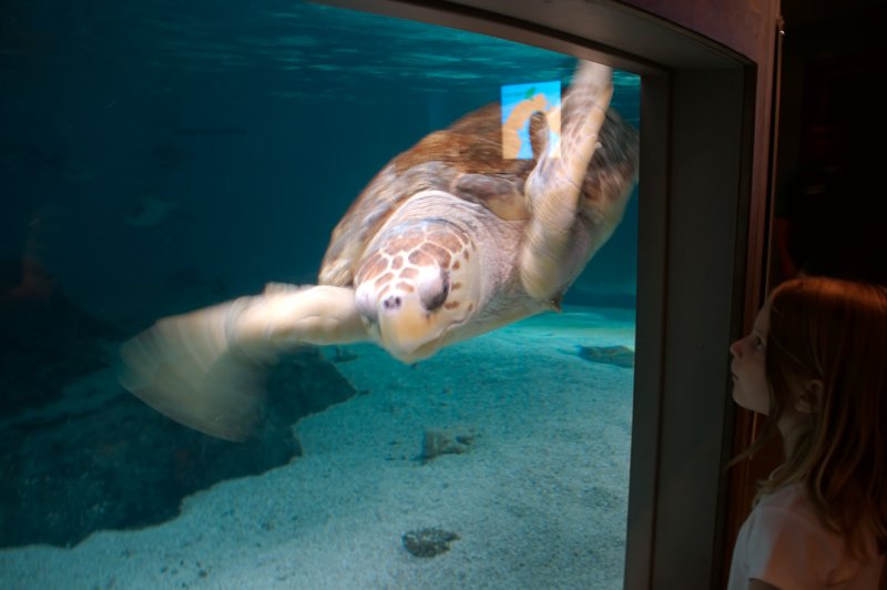 Chloe watches turtle