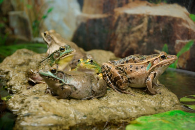 Frog party