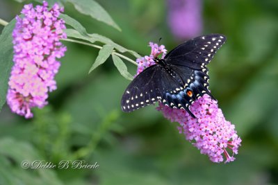 Black Swallowtail 03