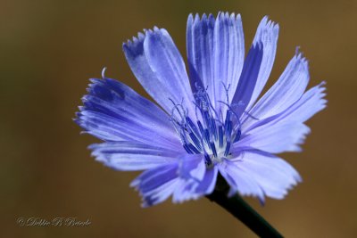 Chickory 01