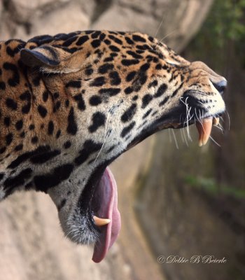 Jaguar 02