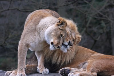 Lion affection!