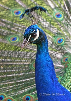Peacock 04