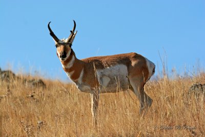 Pronghorn Antelope 02