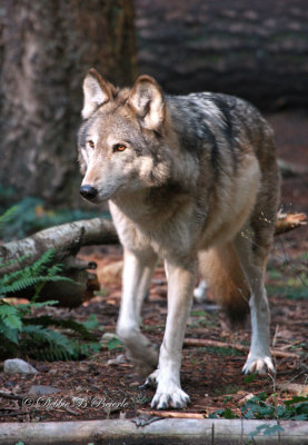 Timber Wolf 02