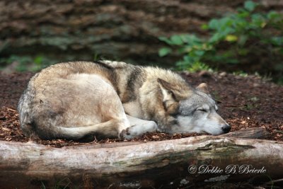 Timber Wolf 04