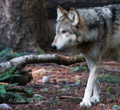 Timber Wolf 05
