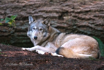 Timber Wolf 06