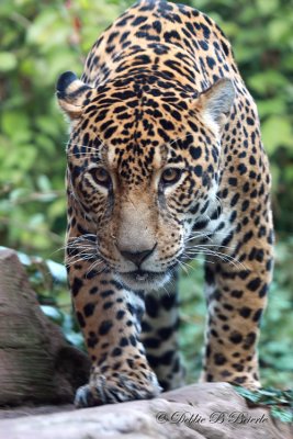 Jaguar 05