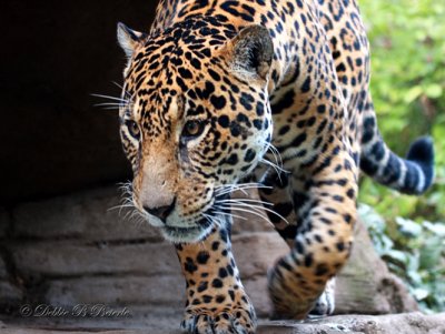 Jaguar 07