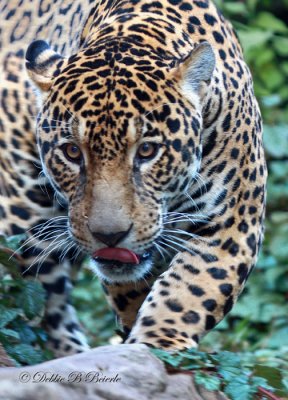 Jaguar 08