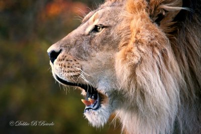 African Lion 04