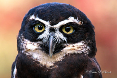 Spectacled Owl 02