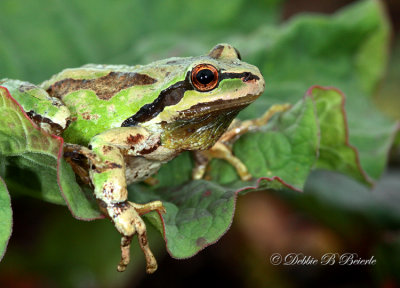 Pacific Treefrog (male)