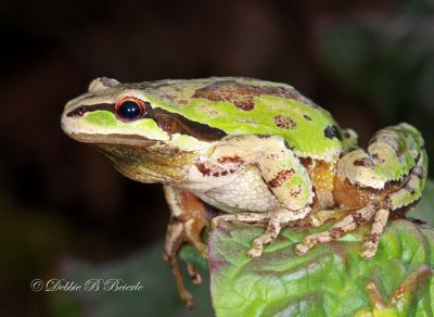 Pacific Treefrog (male)  02