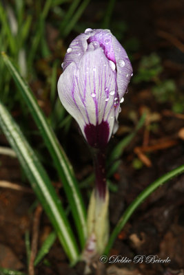 Crocus