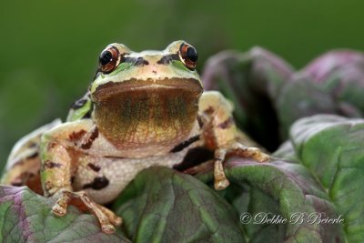Pacific Treefrog (male)  03