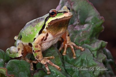 Pacific Treefrog (male)  04