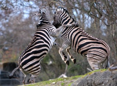Zebra action!
