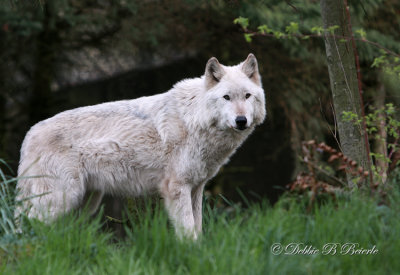 Gray Wolf 02