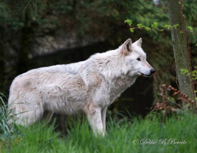 Gray Wolf 03