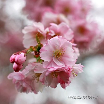 Cherry Blossoms 02