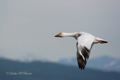 Siberian Goose