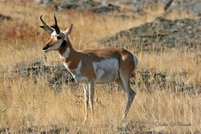 Pronghorn Antelope 03