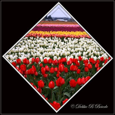 Washington Tulip Fields