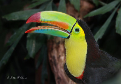 Keel-billed Toucan 04