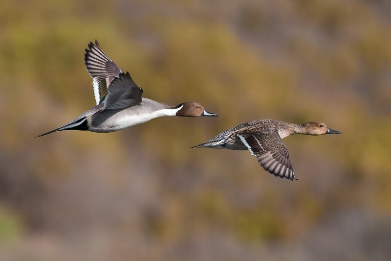 pintails3.jpg