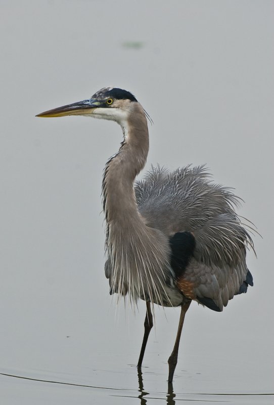 heron.jpg