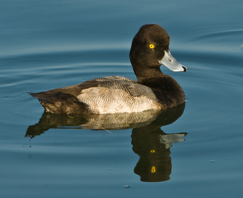 mr scaup(lesser)