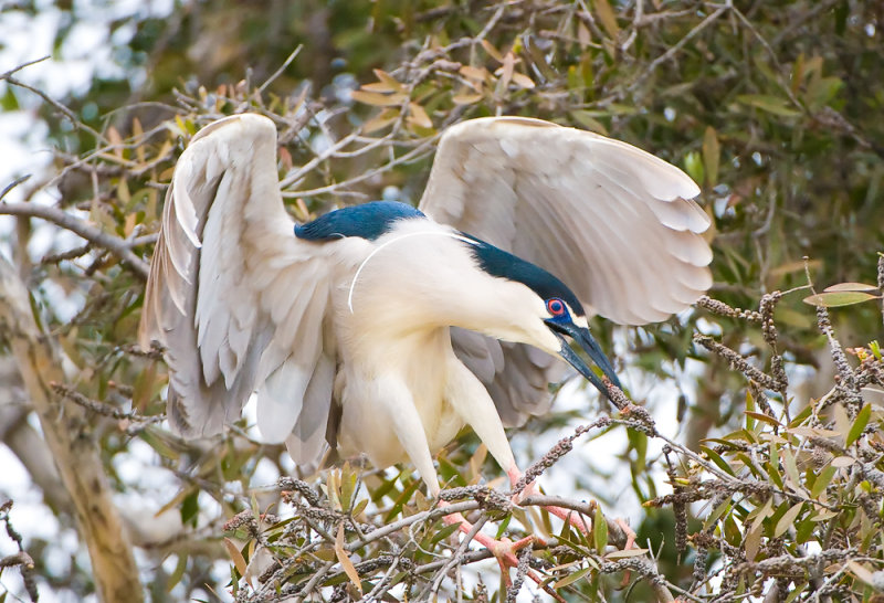 nest building - iso 3200