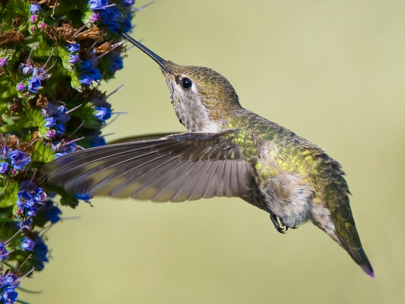 annas hummer