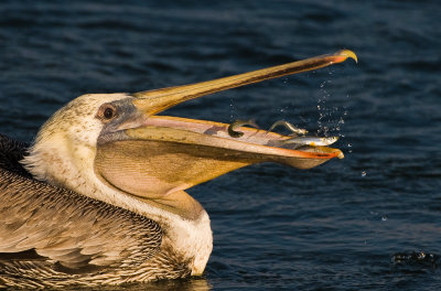 pelicanfish.jpg